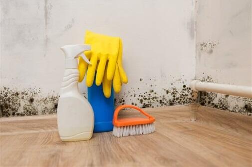 vydalennya-znyshhennya-plisnyavy-i-grybka3-505x335