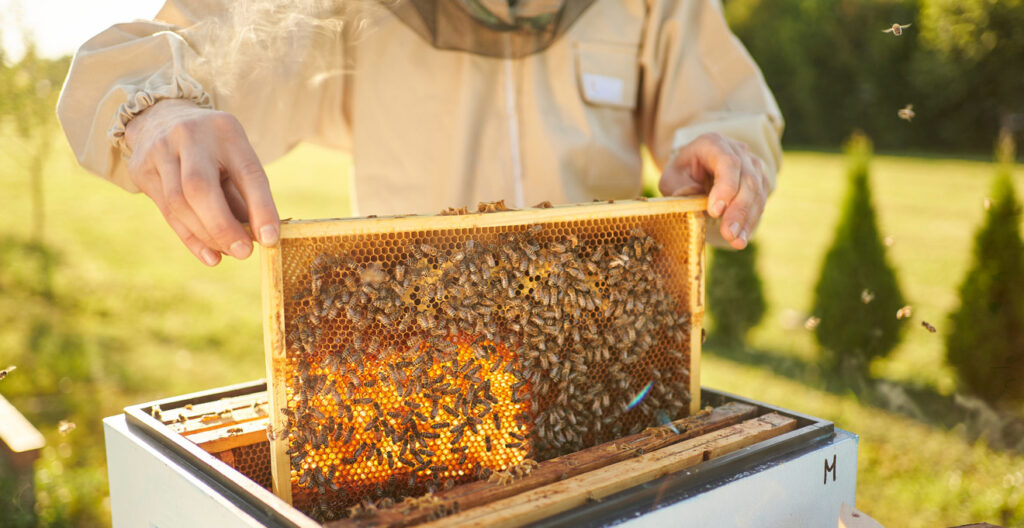 бджільництво