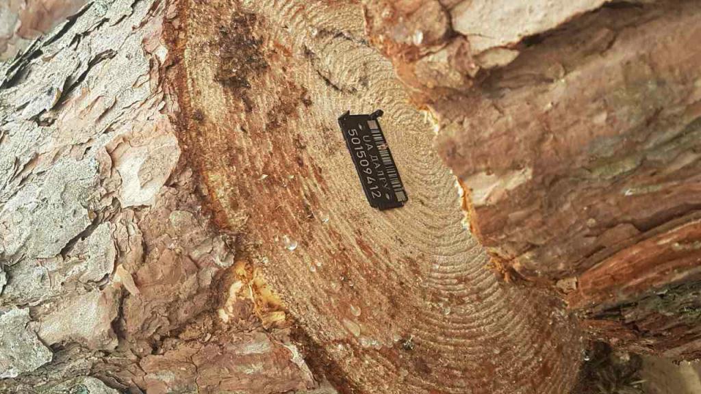 У Франківську оголосили тендер на очищення від пнів і видалення аварійних дерев на 2,3 млн грн