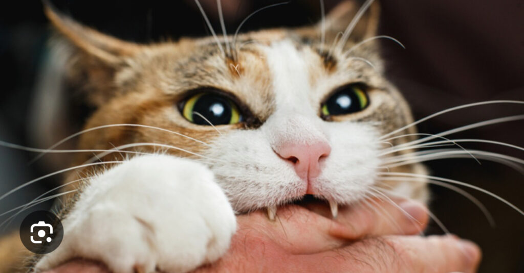 Поблизу Івано‑Франківська ввели карантин через виявлений у кота випадок сказу