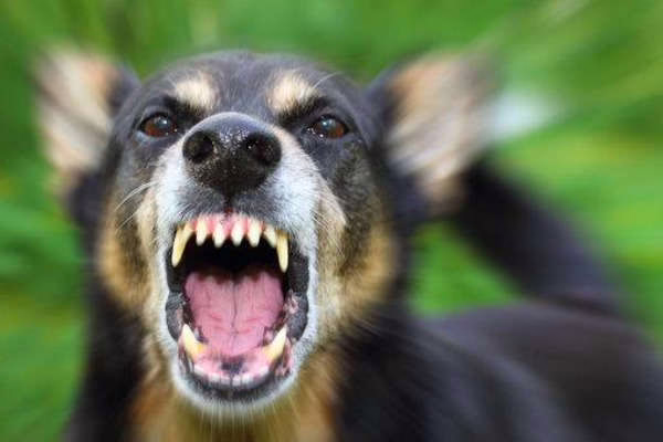 Надвірнянська міськрада розглянула фінансування боротьби з бродячими собаками після понад 120 укусів