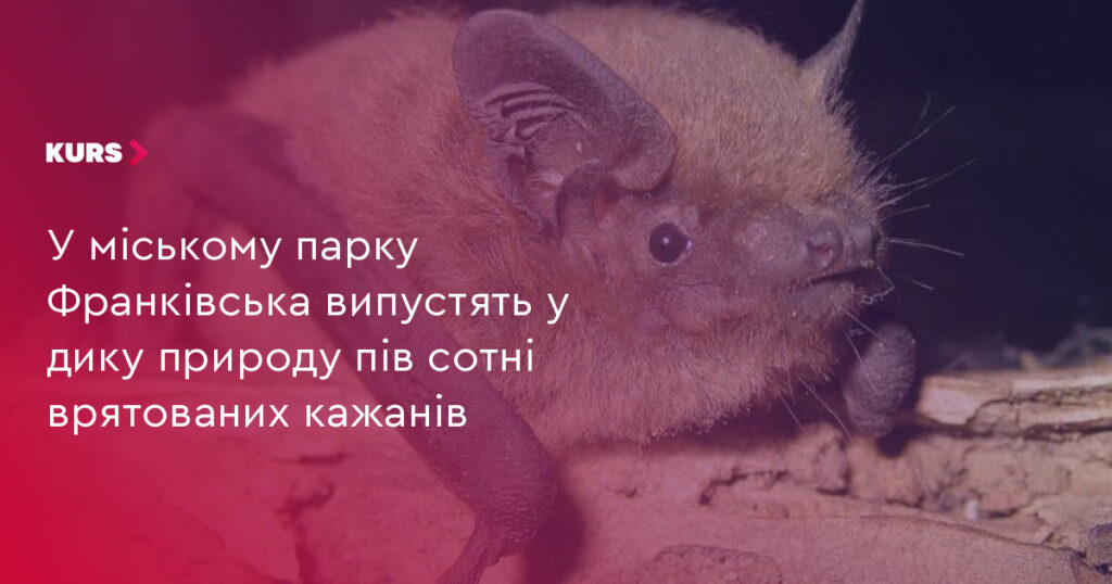 В Івано-Франківську 4 квітня відбудеться випуск пів сотні врятованих кажанів у парку Шевченка
