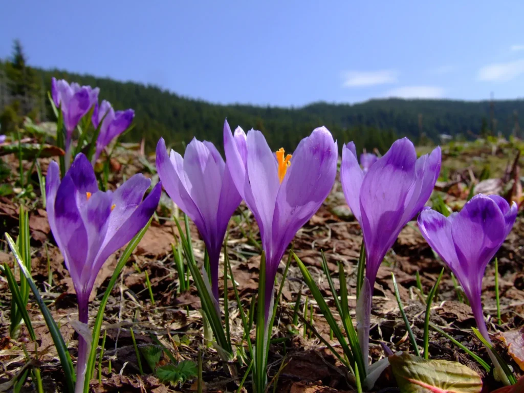 Погода в Івано-Франківській області 6 березня: прогноз температур і вітру