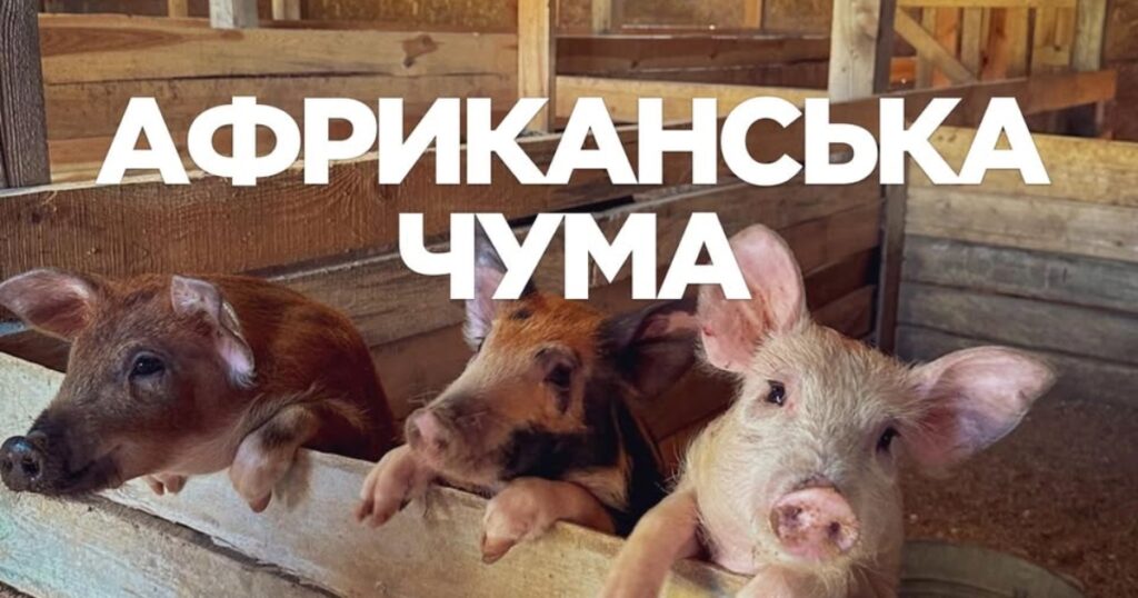 Африканська чума свиней на Франківщині: випадки в Снятинській та Солотвинській громадах