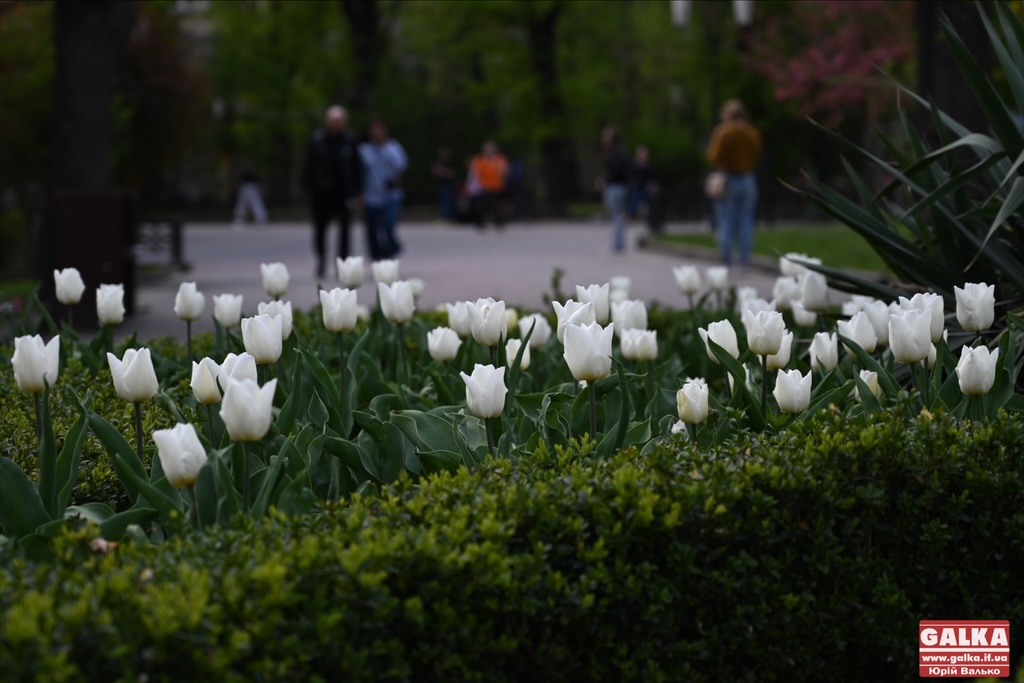 Івано‑Франківськ планує витратити майже мільйон гривень на утримання клумб та квітників
