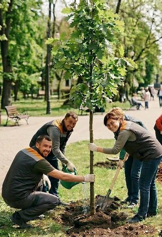 Івано‑Франківськ оголосив тендери на висадку дерев, закупівлю посадкового матеріалу та вивезення гілля