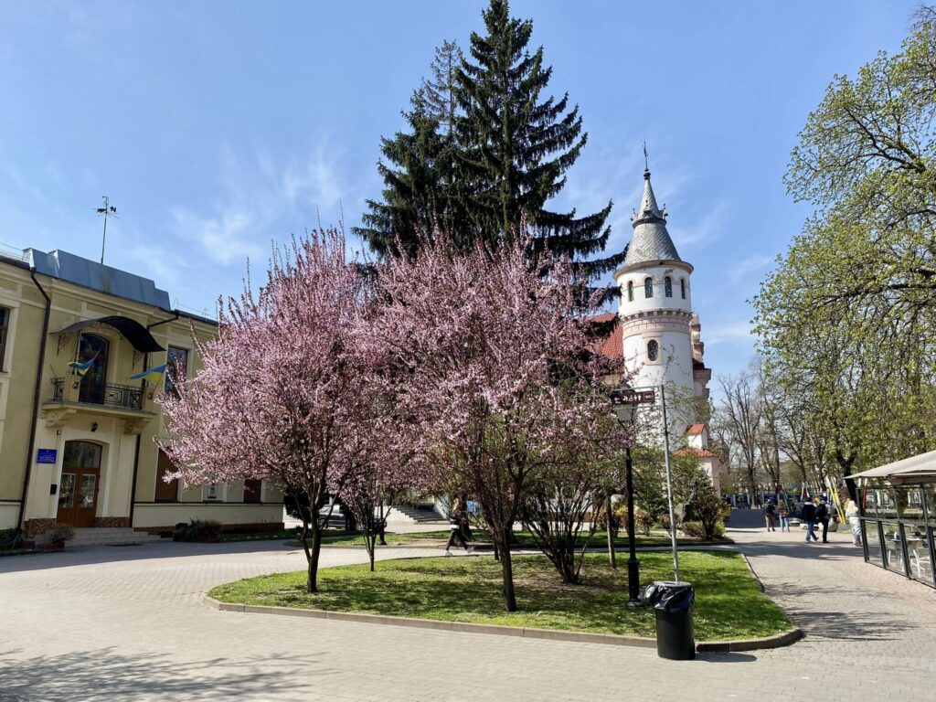 У центрі Івано-Франківська зацвіли дерева, висаджені після реконструкції у 2018 році
