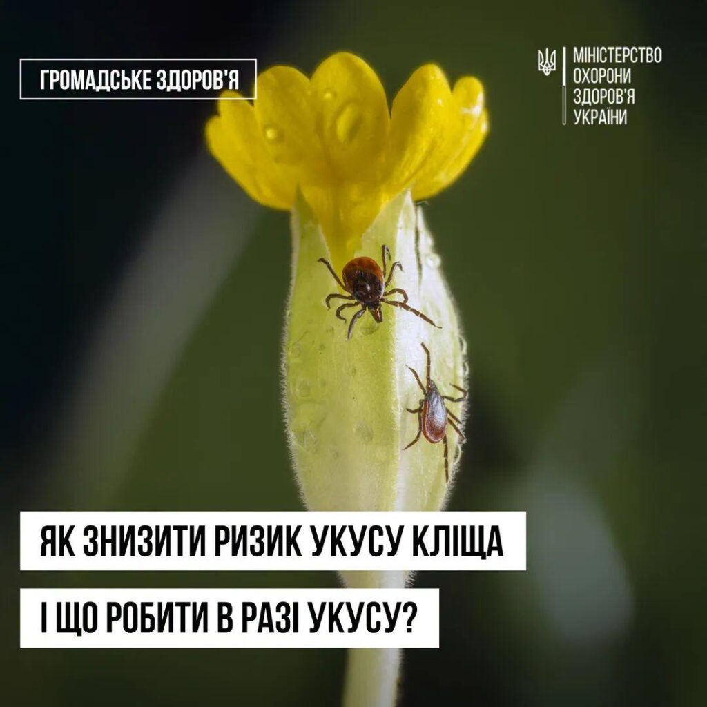 В Івано-Франківську та області активізувалися кліщі: сезон триватиме майже до кінця осені