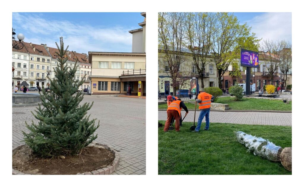Біля Ратуші в Івано-Франківську висадили п’ять ялинок і два кулясті клени