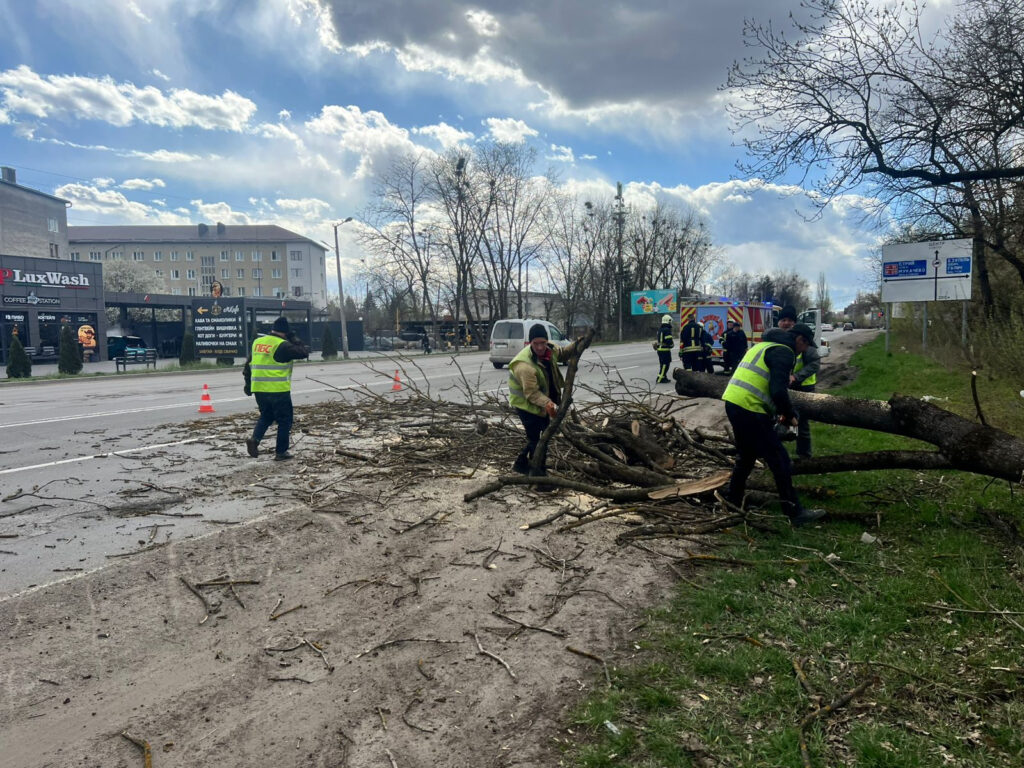 На трасі Н-18 Івано-Франківськ — Тернопіль сильний вітер повалив дерево на узбіччя
