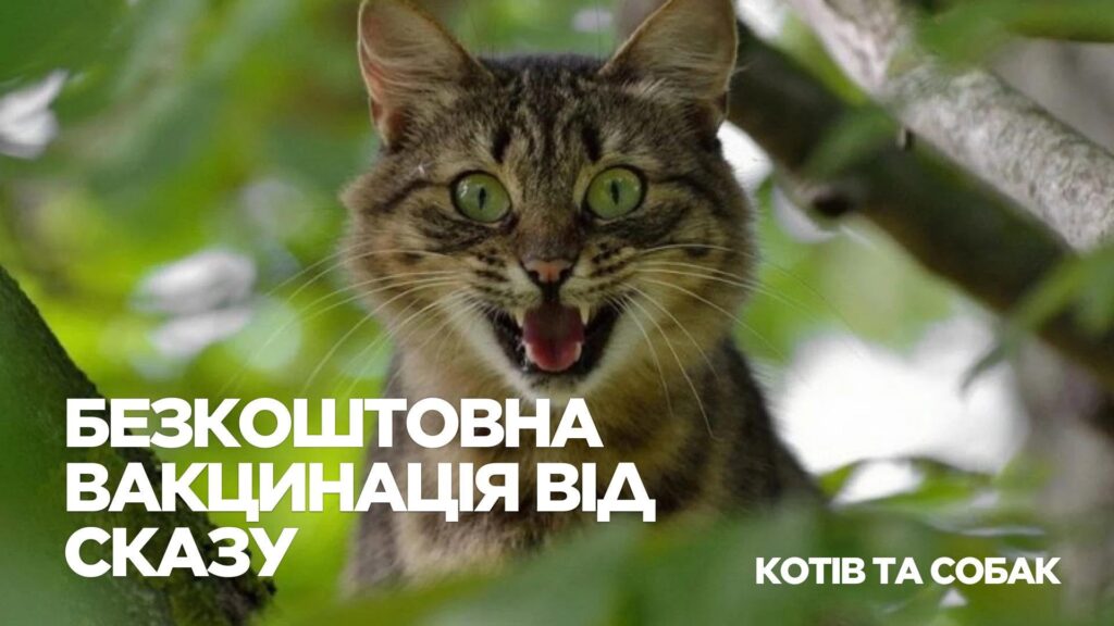 Безкоштовна вакцинація тварин проти сказу в Івано-Франківську: графік пересувних пунктів з 11 червня до 14 серпня
